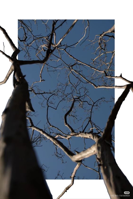 Branches at Dusk